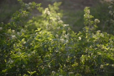 De groene tuin is terug en betontuinen zijn uit