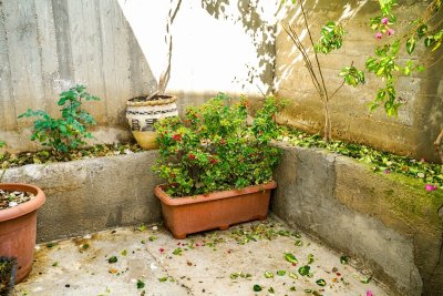 Deze bakplanten houden je terras kleurrijk tot in november
