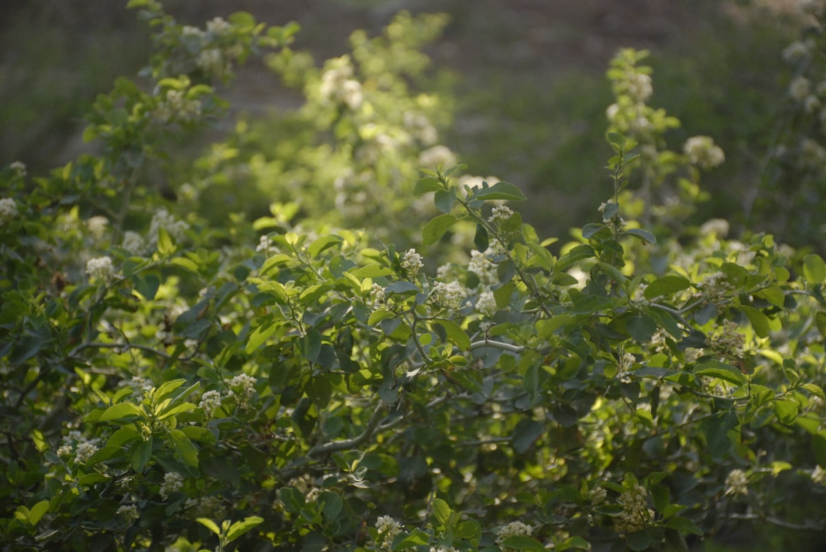 De groene tuin is terug en betontuinen zijn uit